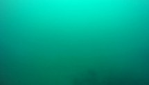 Camogli Est (CAM15R2)