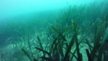 [coord ROV] PORT15R2 (Prelo Rapallo) C